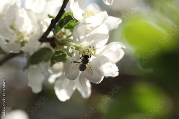 Obraz White spring blossom. Branch of apple tree with white flowers