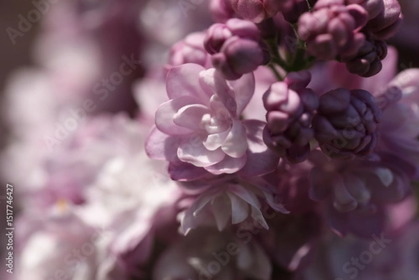 Obraz Branch with beautiful purple lilac flowers close up 