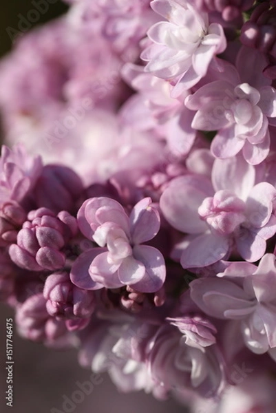 Obraz Branch with beautiful purple lilac flowers close up 