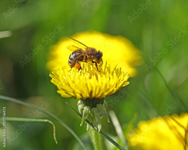 Obraz Small bee on the bright yellow dandelion in the garden