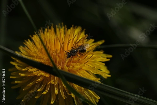 Obraz Small bee on the bright yellow dandelion in the garden