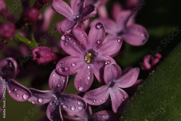 Obraz Branch with beautiful purple lilac flowers close up 