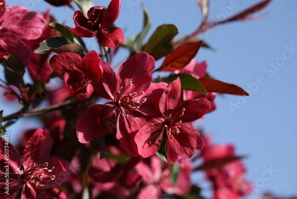 Obraz Pink spring blossom. Branch of apple tree with pink flowers