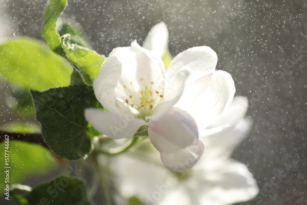 Obraz White spring blossom. Branch of apple tree with white flowers