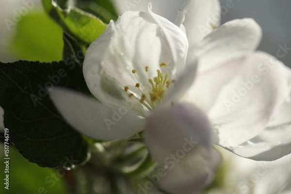 Obraz White spring blossom. Branch of apple tree with white flowers