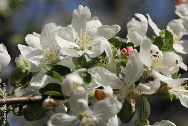 Obraz White spring blossom. Branch of apple tree with white flowers