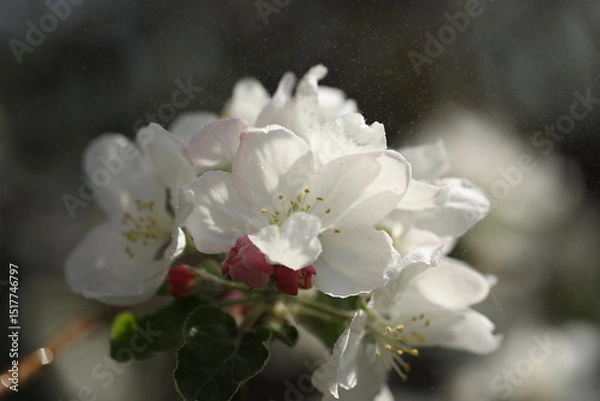 Obraz White spring blossom. Branch of apple tree with white flowers