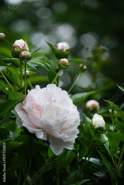 Obraz białe perłowe piwonie na tle zielonego ogrodu. white peony