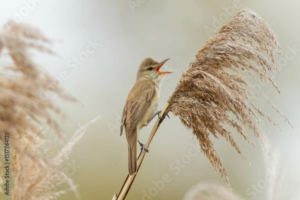 Obraz 大きく揺れる草とオオヨシキリ