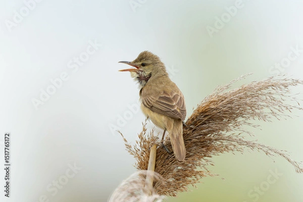 Obraz 温い風に吹かれるオオヨシキリ