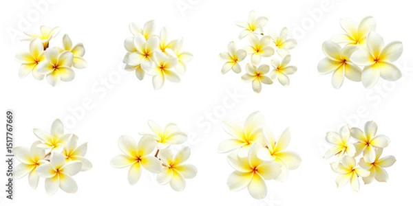Fototapeta Collection of frangipani flowers isolated on a transparent background featuring various arrangements and groupings of white petals with yellow centers arranged artistically.