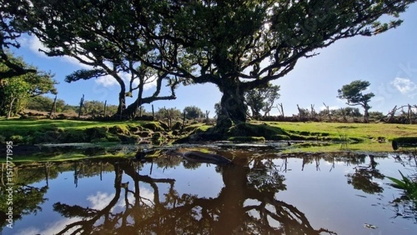Fototapeta Fanal forest
A small plateau on the ER 209 road that connects the foothills of Pico Ruivo with Porto Moniz. An inconspicuous car park is on it, over 1100 m above sea level. This altitude keeps the who