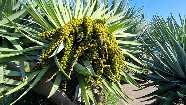 Fototapeta Dracaena draco, commonly known as the dragon tree, is a striking evergreen native to the Canary Islands and Madeira, notable for its thick, umbrella-like canopy and red resin called “dragon’s blood.” 