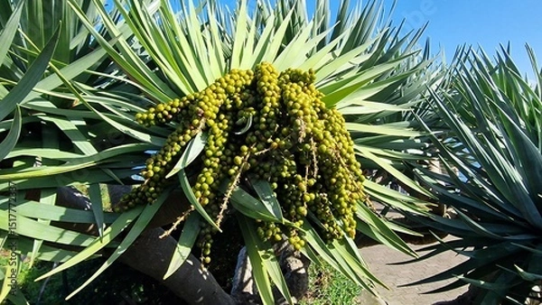 Fototapeta Dracaena draco, commonly known as the dragon tree, is a striking evergreen native to the Canary Islands and Madeira, notable for its thick, umbrella-like canopy and red resin called “dragon’s blood.” 