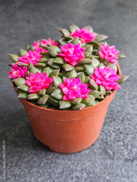 Obraz Anacampseros Rufescens Pink Succulent Leaves