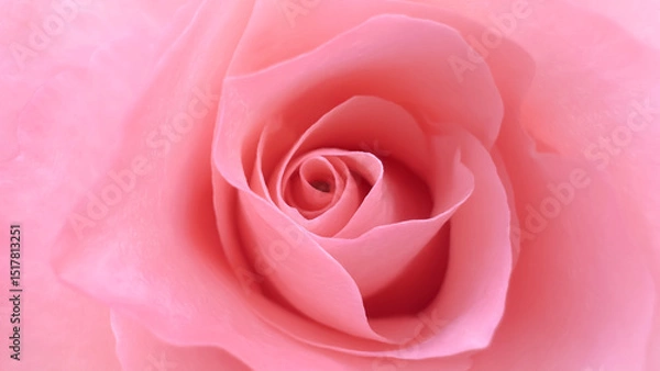 Fototapeta There’s a gentle rhythm to the way the petals turn inward, their velvety peach hues creating an elegant spiral that feels like a meditation on softness and the poetry of nature’s quiet moments.