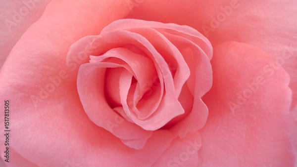 Fototapeta Blurred for background.A swirl of pale peach petals forms a bloom that feels as soft as morning light.