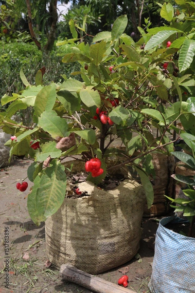 Obraz red jamrul on tree in farm