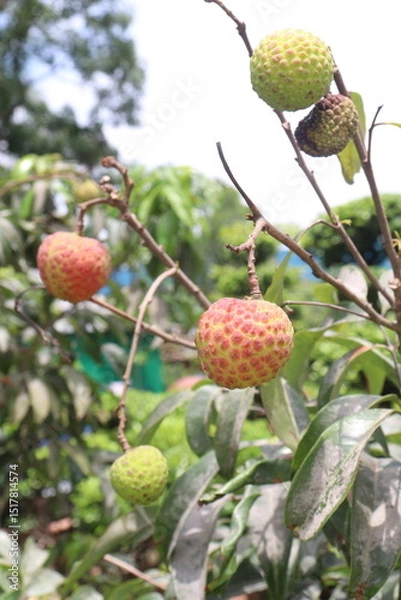 Obraz lychee plant on farm for sell