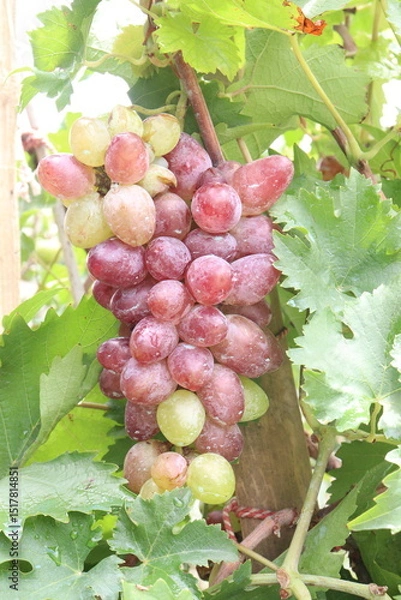 Obraz Grape on tree in farm for harvest