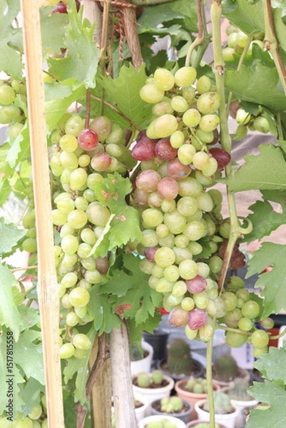 Obraz Grape on tree in farm for harvest
