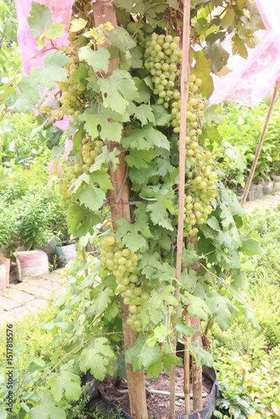 Obraz Grape on tree in farm for harvest
