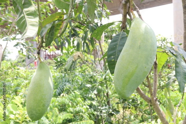 Obraz mango on tree in farm for sell