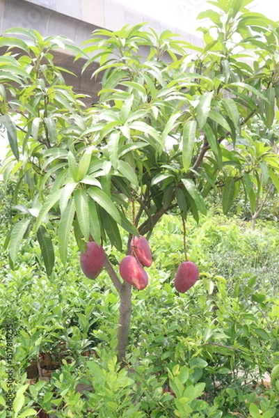 Obraz mango on tree in farm for sell