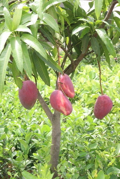 Obraz mango on tree in farm for sell