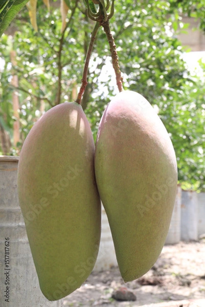 Obraz mango on tree in farm for sell