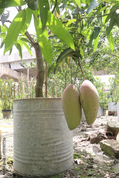 Obraz mango on tree in farm for sell