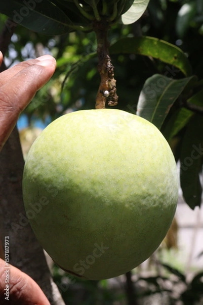 Obraz mango on tree in farm for sell