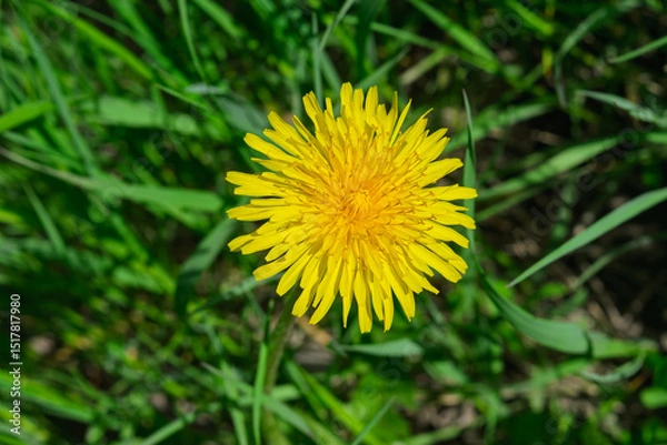 Fototapeta Dandelion Taraxacum officinale grows in the wild in spring