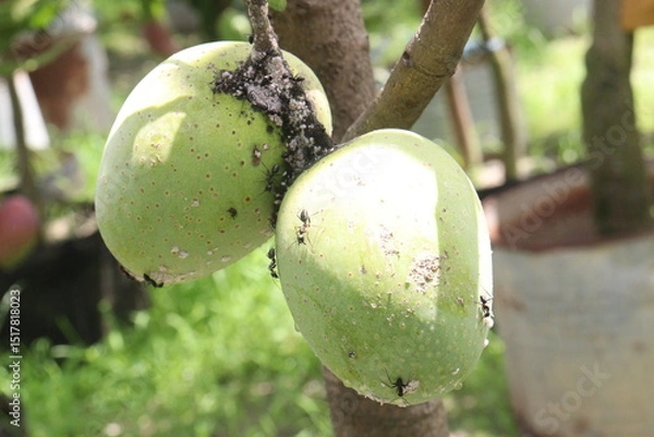 Obraz mango on tree in farm for sell