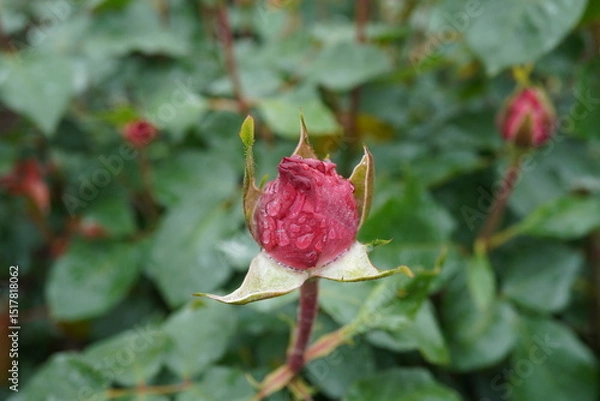 Fototapeta 雨に濡れた赤薔薇
