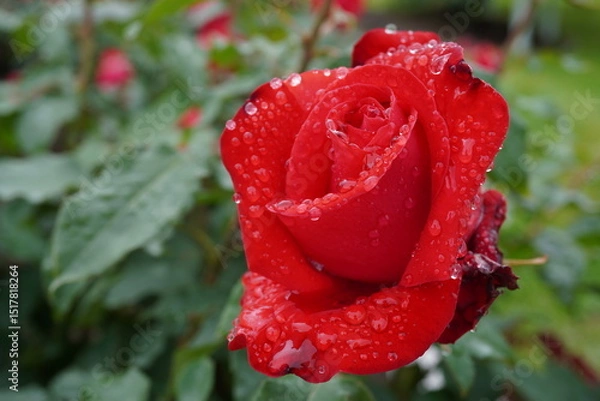 Fototapeta 雨に濡れた赤薔薇