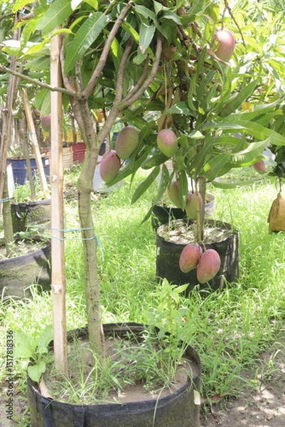Obraz mango on tree in farm for sell