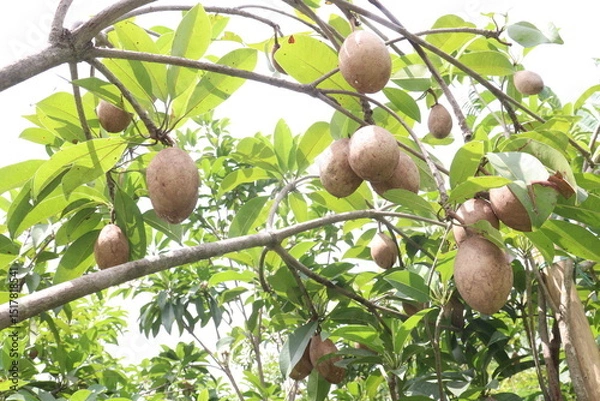 Obraz Sapodilla on tree in farm for harvest