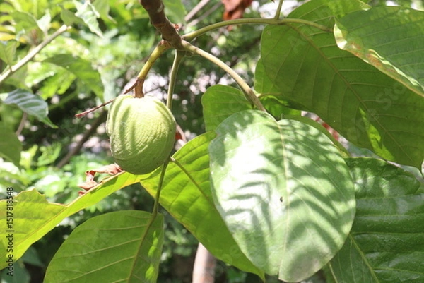 Obraz Santol in tree on farm are cash crops