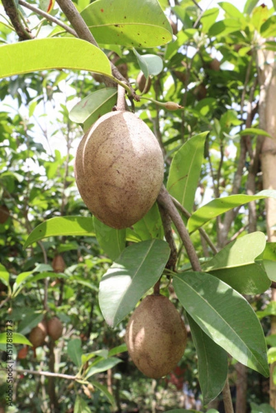 Obraz Sapodilla on tree in farm for harvest
