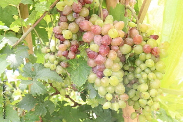 Obraz Grape on tree in farm for harvest