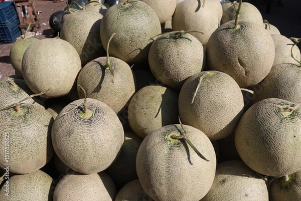 Obraz Cantaloupe tree plant in hydroponic system on farm