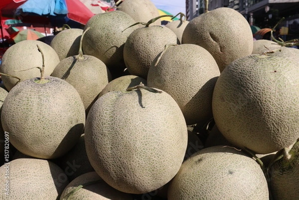 Obraz Cantaloupe tree plant in hydroponic system on farm