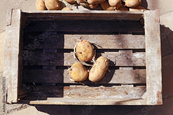 Obraz Potatoes in a wooden box. 