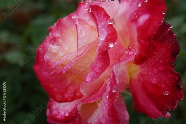 Obraz 雨に濡れたダブルディライト