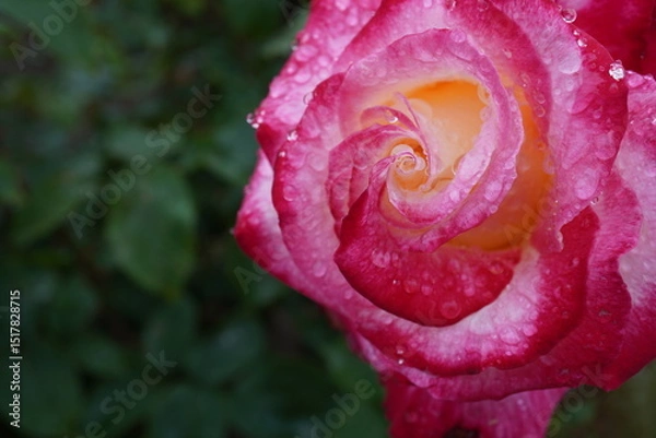 Fototapeta 雨に濡れたダブルディライト