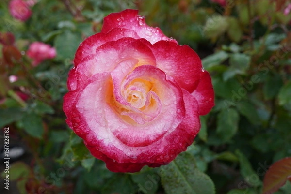 Fototapeta 雨に濡れたダブルディライト