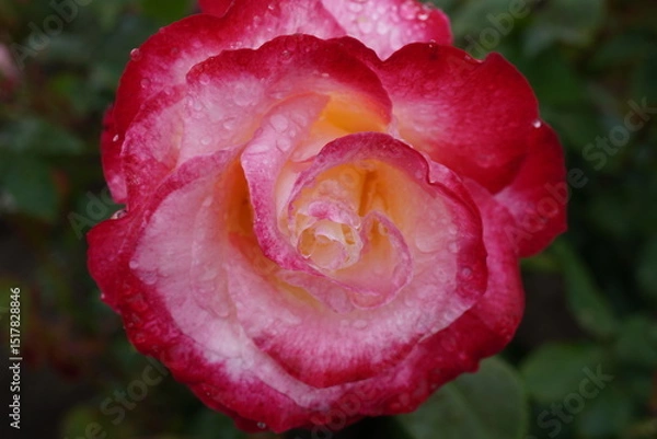 Fototapeta 雨に濡れたダブルディライト