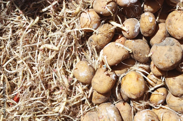 Obraz Beautiful potatoes. Background and texture.