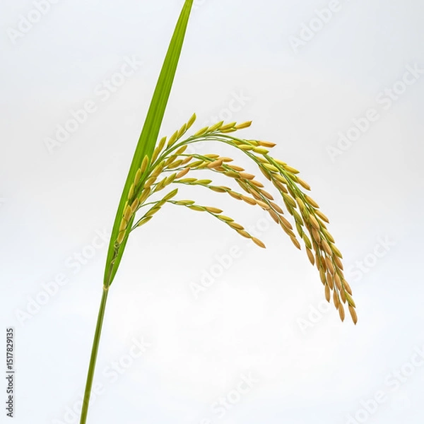 Obraz a fully ripened one rice plant isolated background